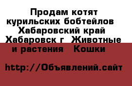 Продам котят курильских бобтейлов - Хабаровский край, Хабаровск г. Животные и растения » Кошки   